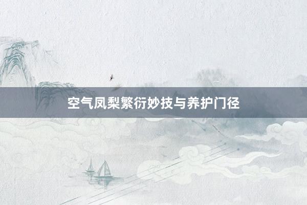 空气凤梨繁衍妙技与养护门径